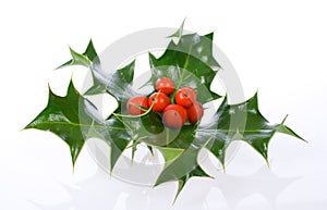 Ilex,holly, christmas decoration