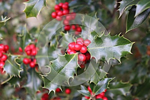 Ilex, or holly, It is a genus of small, evergreen trees with smooth, glabrous, or pubescent branchlets. The plants are