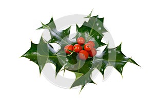 Ilex,holly isolated on white