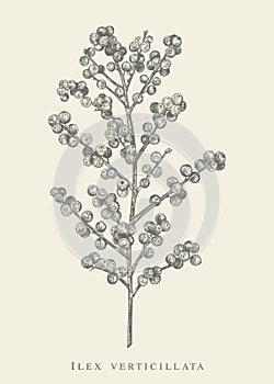 Ilex verticillata. Black and white