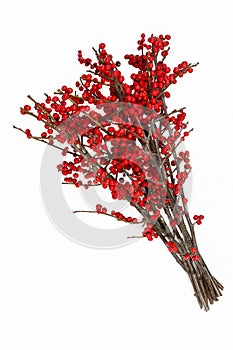 Ilex verticillata winterberry isolated photo