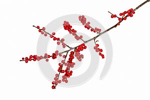 Ilex verticillata winterberry