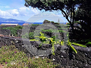 Ilha do Pico Acores photo