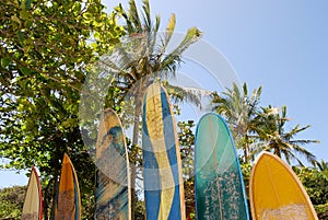 Ilha Grande: Surfboards at beach Praia Lopes Mendes, Rio de Janeiro state, Brazil photo