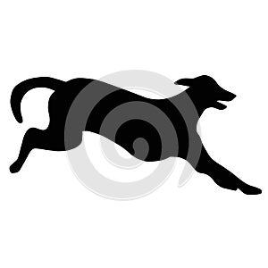 Ilhouette of a running Greyhound dog. Image of a relative of a wolf.