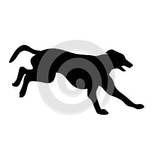 Ilhouette of a running Greyhound dog. Image of a relative of a wolf.