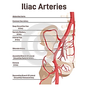 Iliac arteries. The main veins and arteries of the lower body, blood vessels
