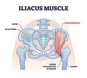 Iliacus muscle with hip or groin muscular, skeletal anatomy outline diagram photo