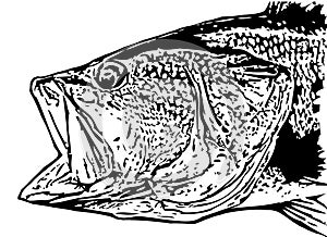 IlIlustration of largemouth bass fish head on white backgorund