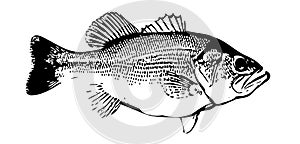 IlIlustration of largemouth bass fish on white backgorund