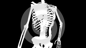 Iliocostalis Lumborum muscles on skeleton