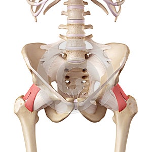 The iliofemoral ligament