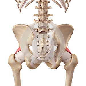 The iliofemoral ligament