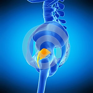 The iliofemoral ligament