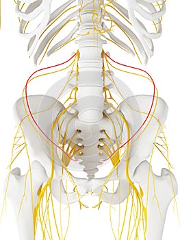 The iliohypogastric Nerve