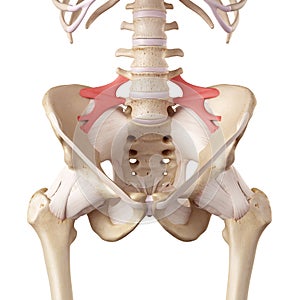 The iliolumbar ligament