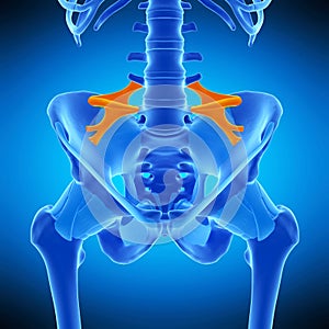 The iliolumbar ligament