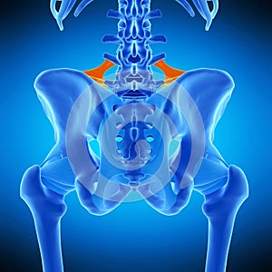 The iliolumbar ligament