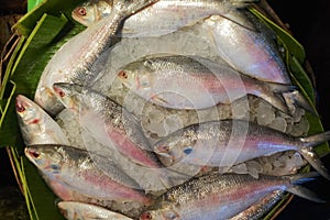 Ilish fish being sold in Indian fish market