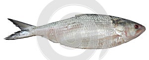 Ilish fish isolated on white