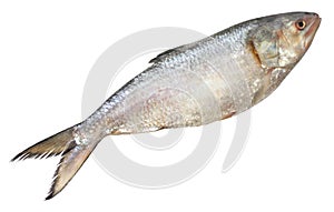 Ilish fish of Southeast Asia