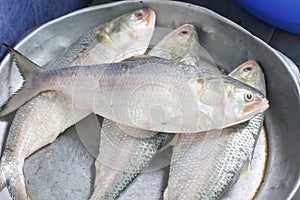 Ilish Hilsa Fish