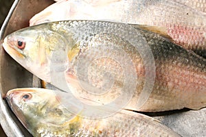 Ilish Hilsa Fish