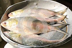 Ilish Hilsa Fish