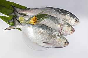 Ilish National fish of Bangladesh Hilsafish ilisha terbuk hilsa herring or hilsa shad Clupeidae family on white background photo