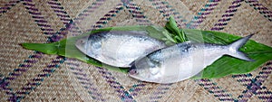 ilish, National fish of Bangladesh Hilsafish ilisha terbuk hilsa herring or hilsa shad. photo