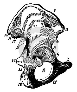 The Ilium, vintage illustration