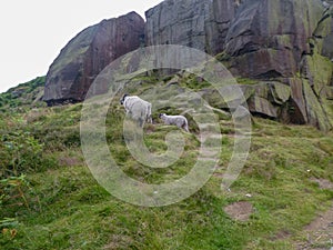 Ilkley moor sheep