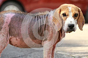 Ill beagle dog with Demodicosis, Red Mange