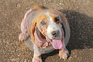 Ill beagle dog with Demodicosis, Red Mange