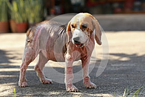 Ill beagle dog with Demodicosis, Red Mange