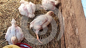 Ill broiler chicken lie on the floor in a paddock on the farm