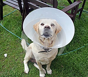 Enfermo el perro en jardín agotador protector cono 