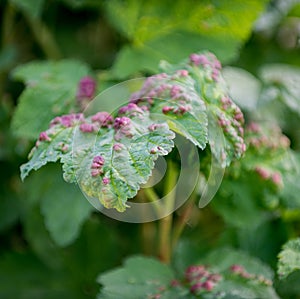 Ill leaves of currant infected by gallic aphids