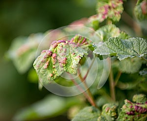 Ill leaves of currant infected by gallic aphids