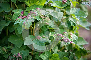 Ill leaves of currant infected by gallic aphids