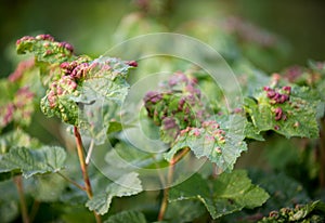 Ill leaves of currant infected by gallic aphids
