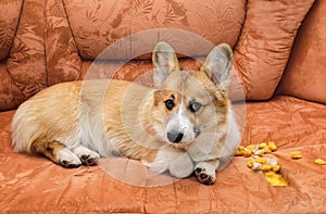Ill-mannered prankster red dog puppy Corgi with bad behavior lying on the couch and made a hole and tore the upholstery with foam