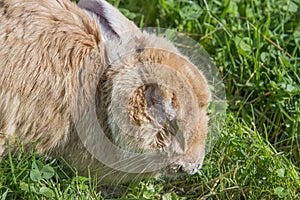 Ill rabbit with myxomatosis