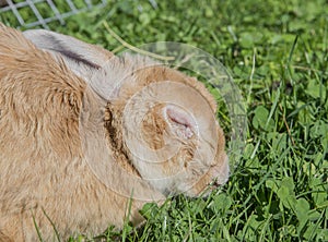 Ill rabbit with myxomatosis