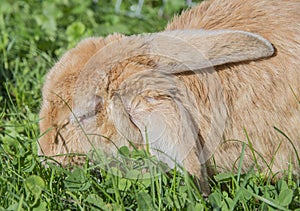 Ill rabbit with myxomatosis photo