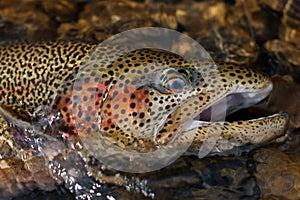 Ill rainbow trout portrait photo