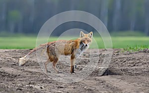 Ill Red fox suffers from mange disease