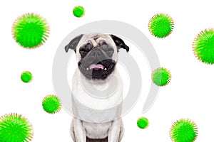 Ill sick dog with illness  , virus all over