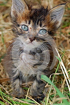 Ill stray kitten photo