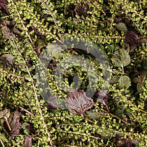 Perilla herb seed photo